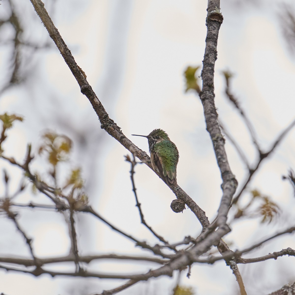 Calliope Hummingbird - ML565801731