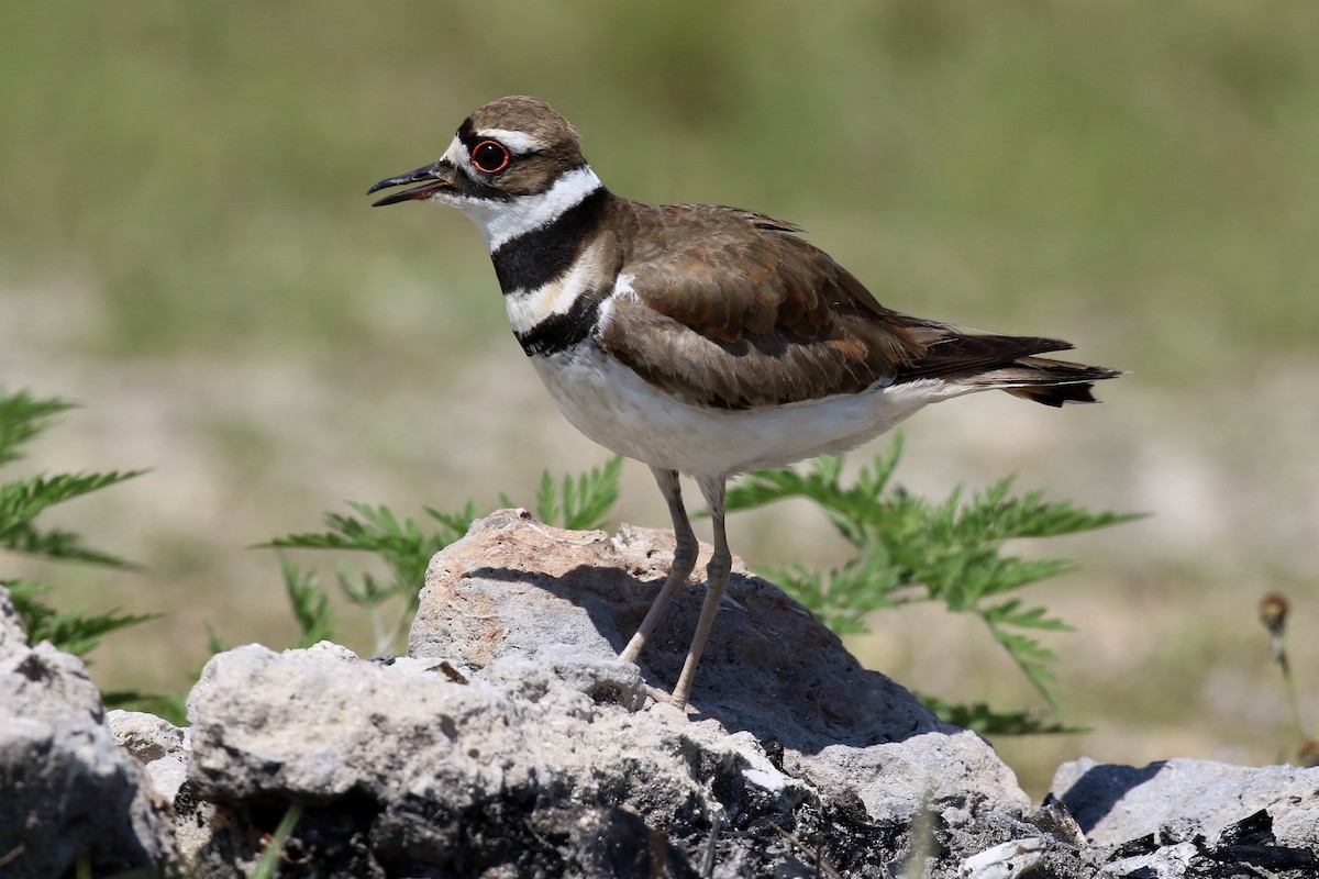 Killdeer - ML565801951