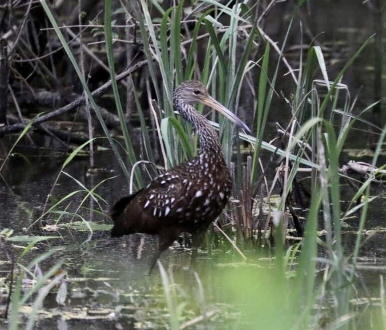 Limpkin - ML565802451