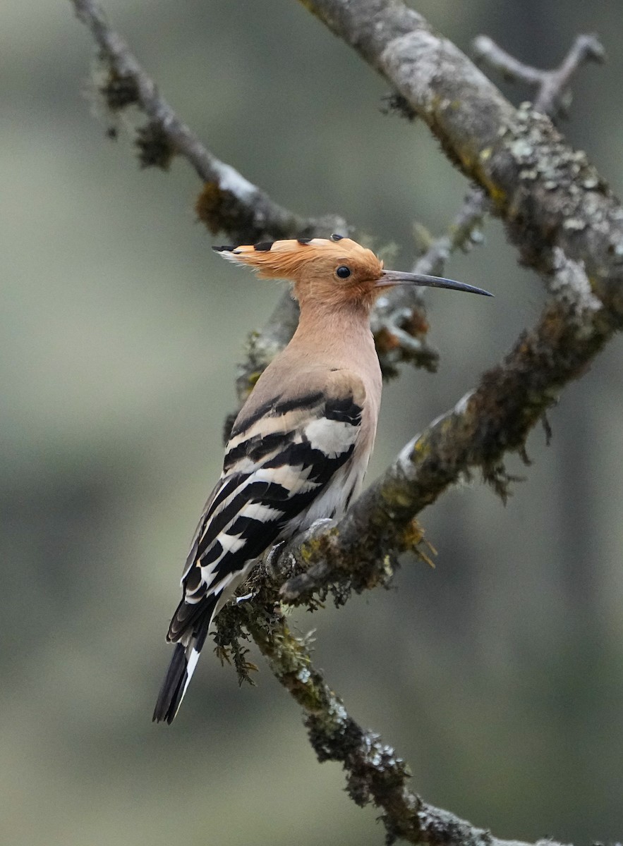 Common Hoopoe - ML565802541