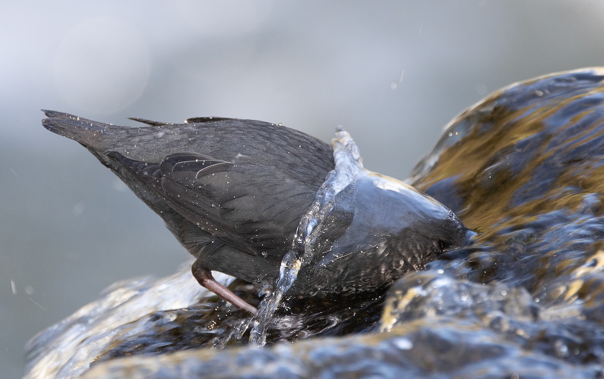 American Dipper - ML565803021