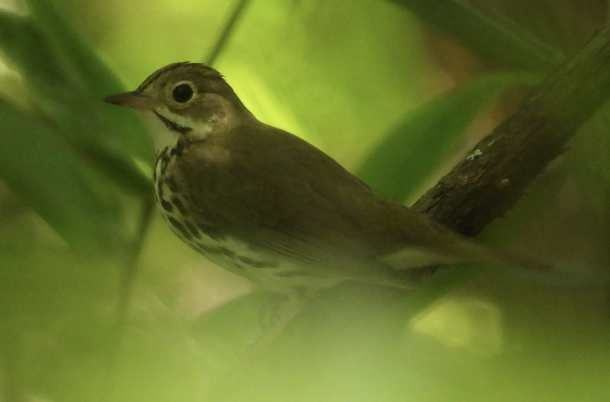 Ovenbird - ML565803291