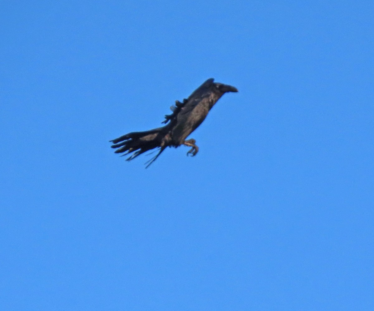 Common Raven - ML565803411