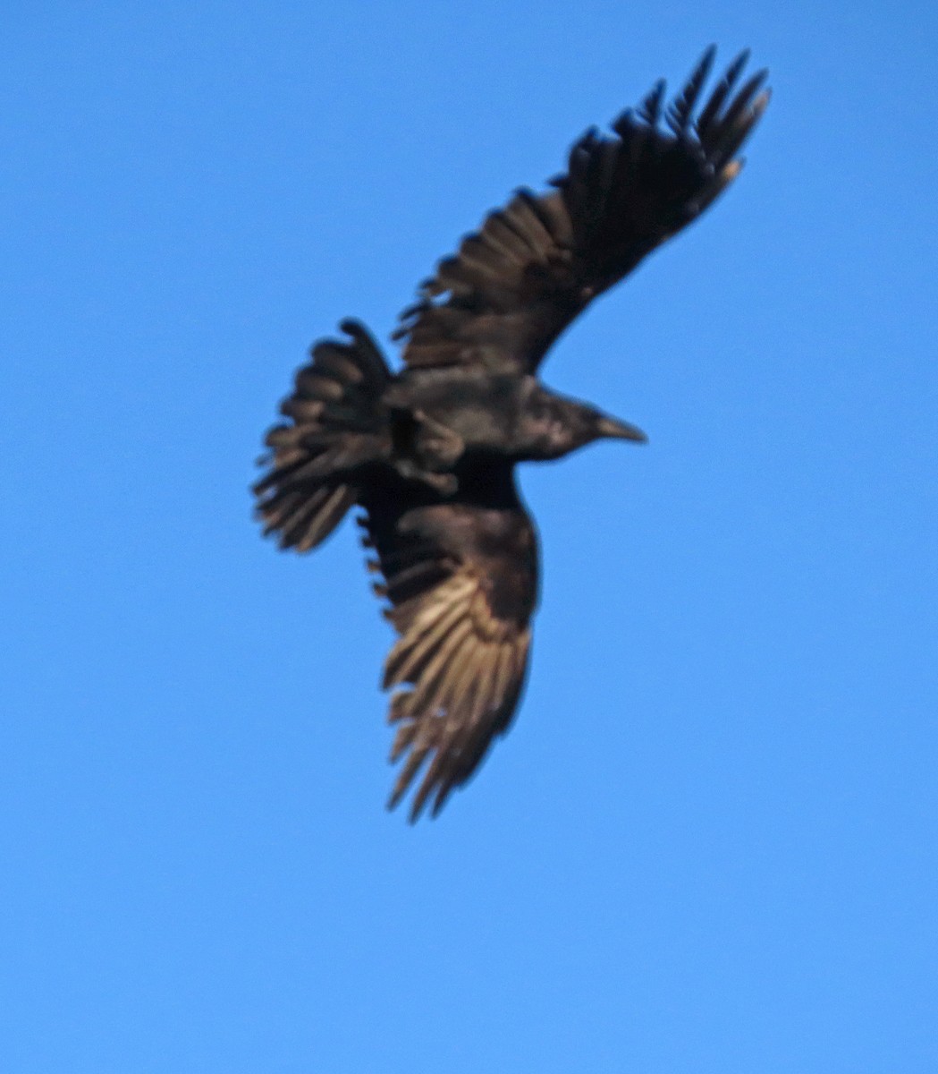 Common Raven - ML565803421