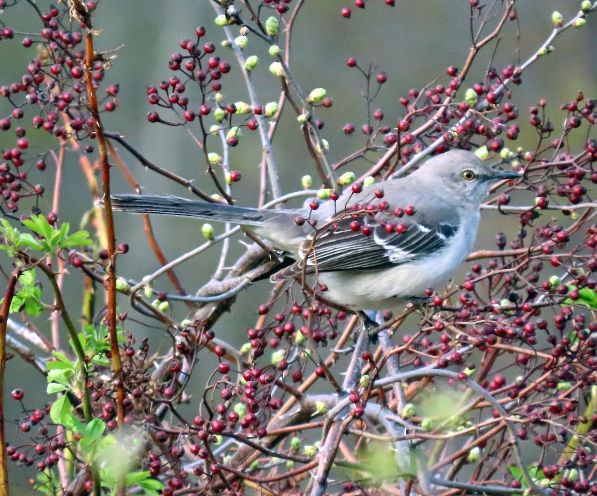 Northern Mockingbird - ML565803481