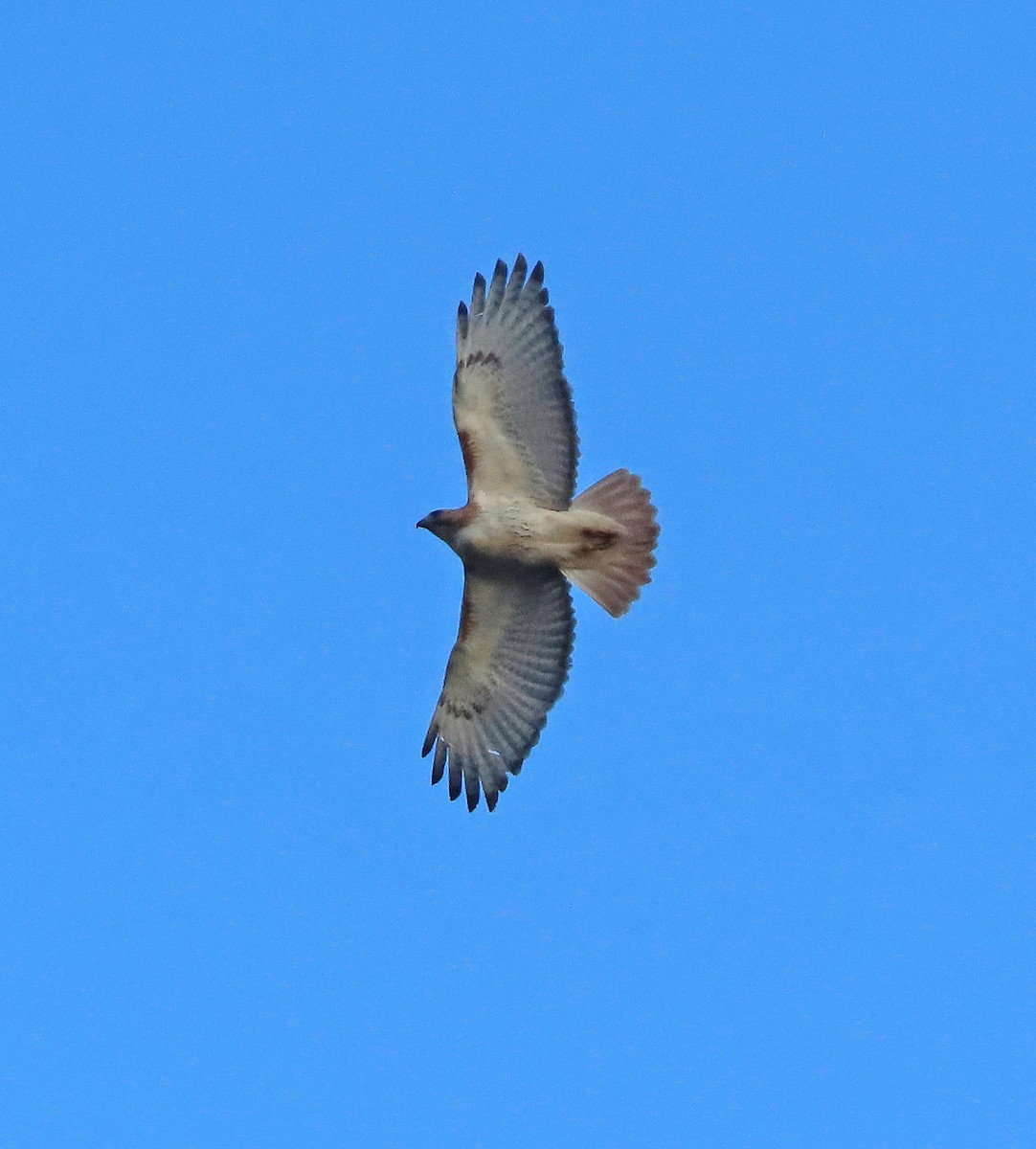 Red-tailed Hawk (borealis) - ML565803521