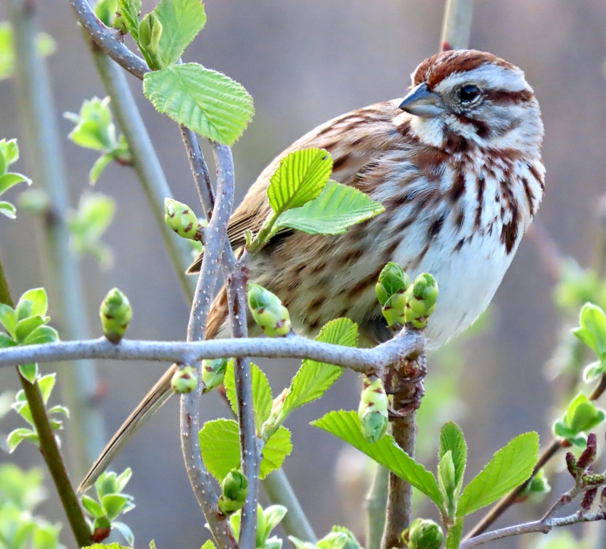 Song Sparrow - Shilo McDonald