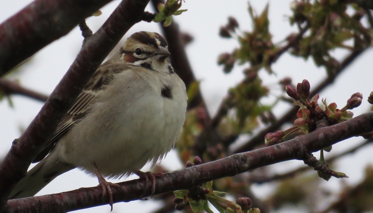 Lark Sparrow - ML56580401