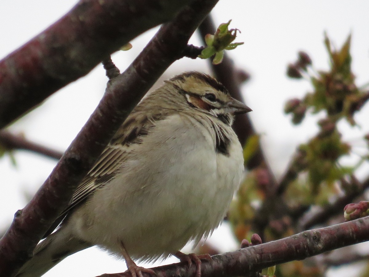 Lark Sparrow - ML56580411