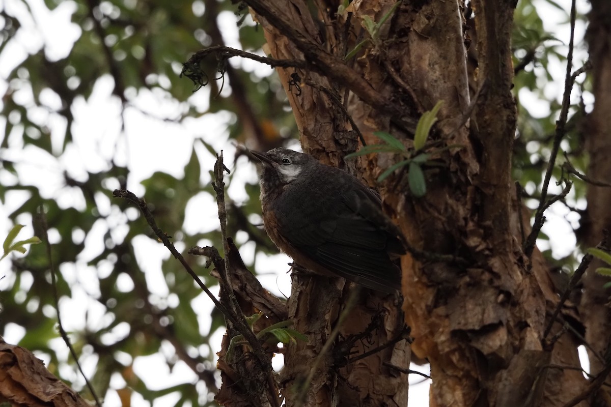 Giant Conebill - ML565804401