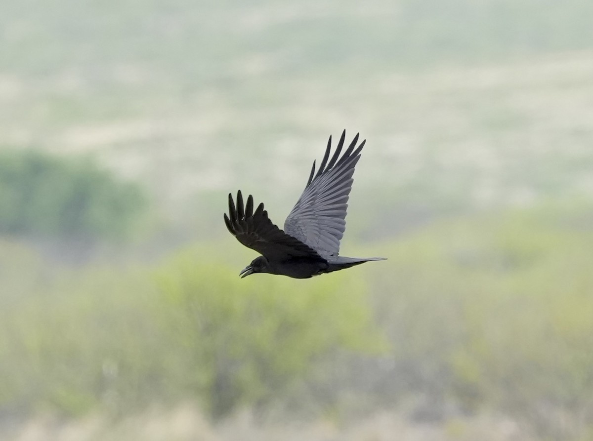 Common Raven - ML565804761