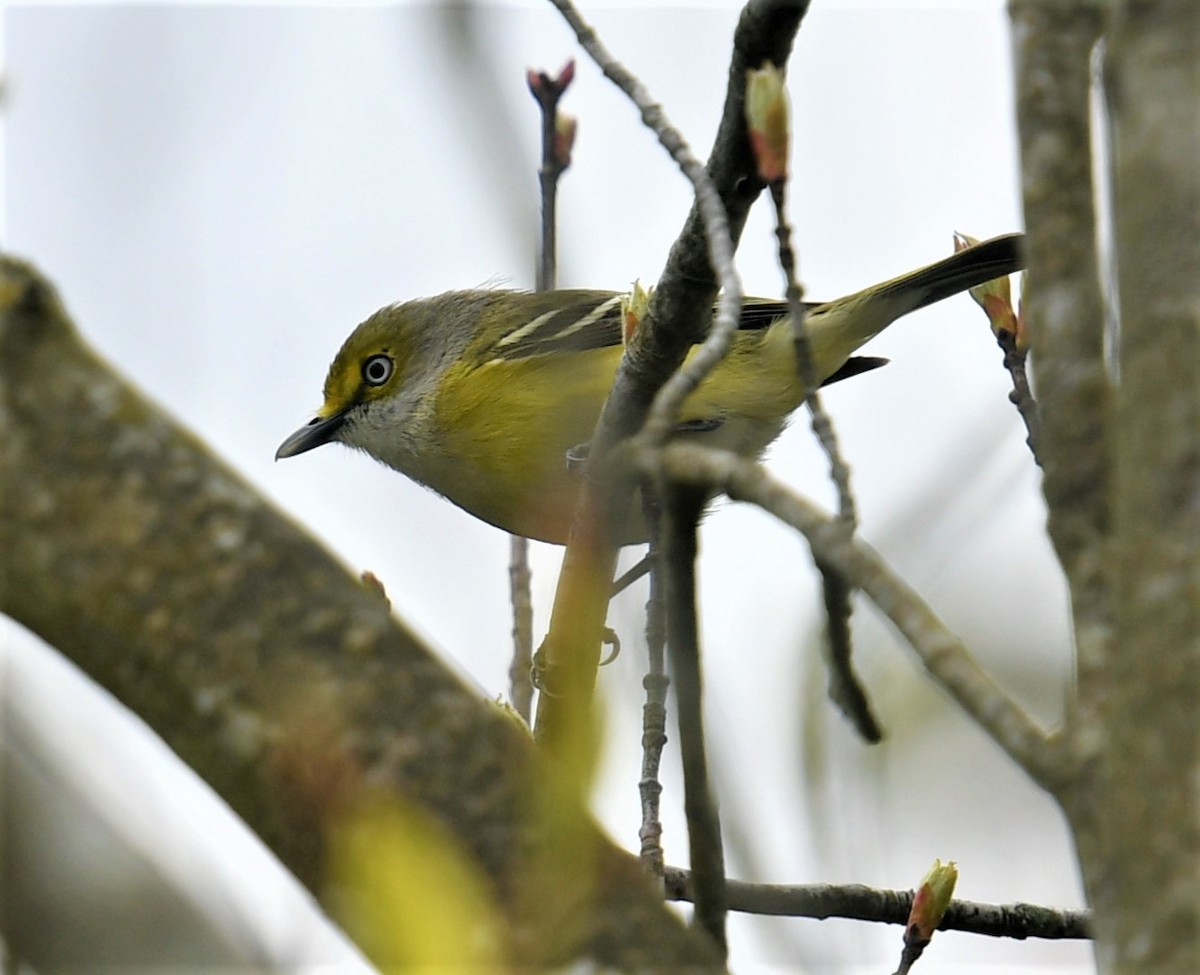 hvitøyevireo - ML565805291