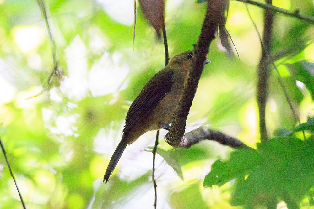 Black-goggled Tanager - Verónica  Tejerina