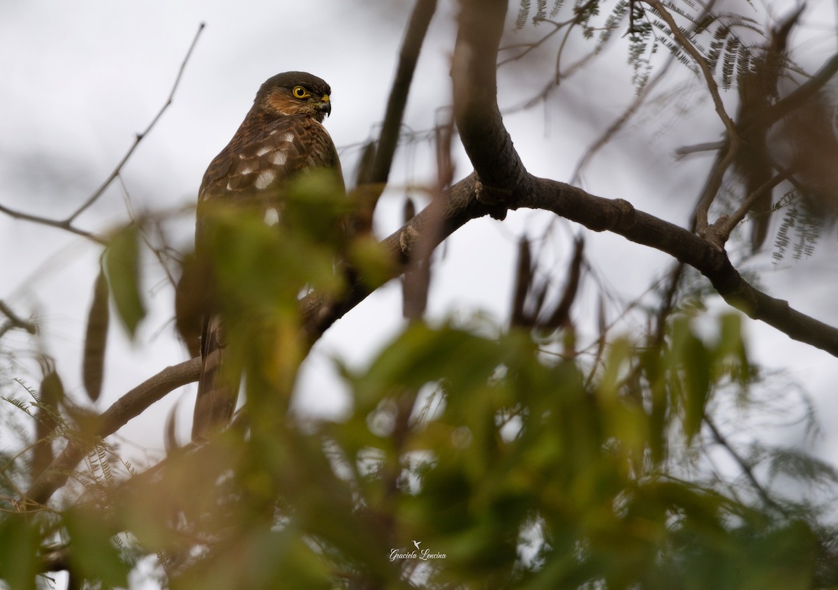 Sharp-shinned Hawk - ML565806041