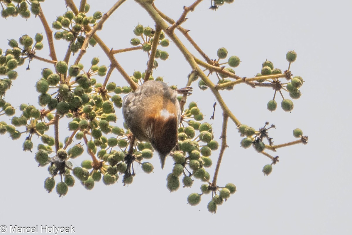 White-naped Yuhina - ML565807901