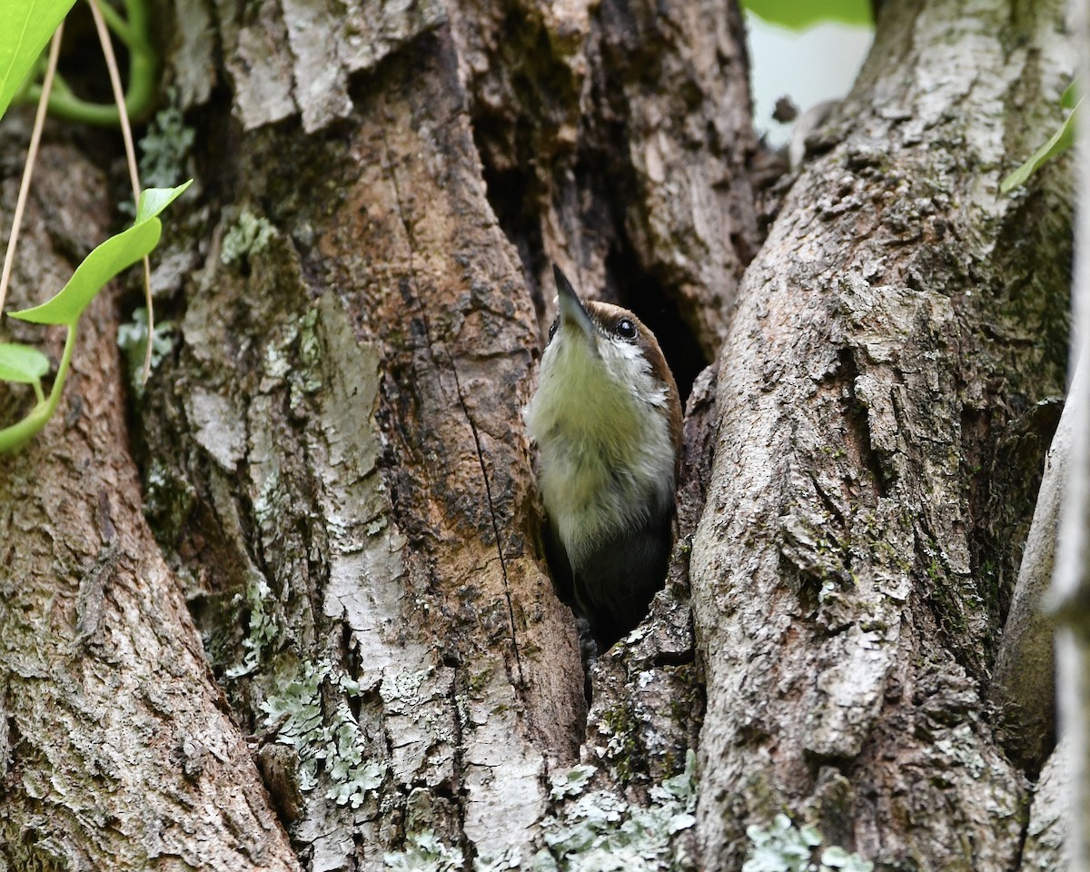 Brown-headed Nuthatch - Claudia Nielson