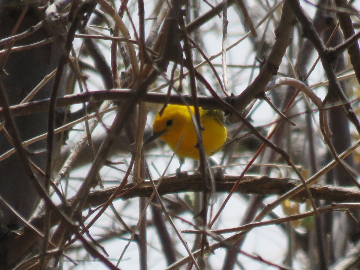 Prothonotary Warbler - ML565809811