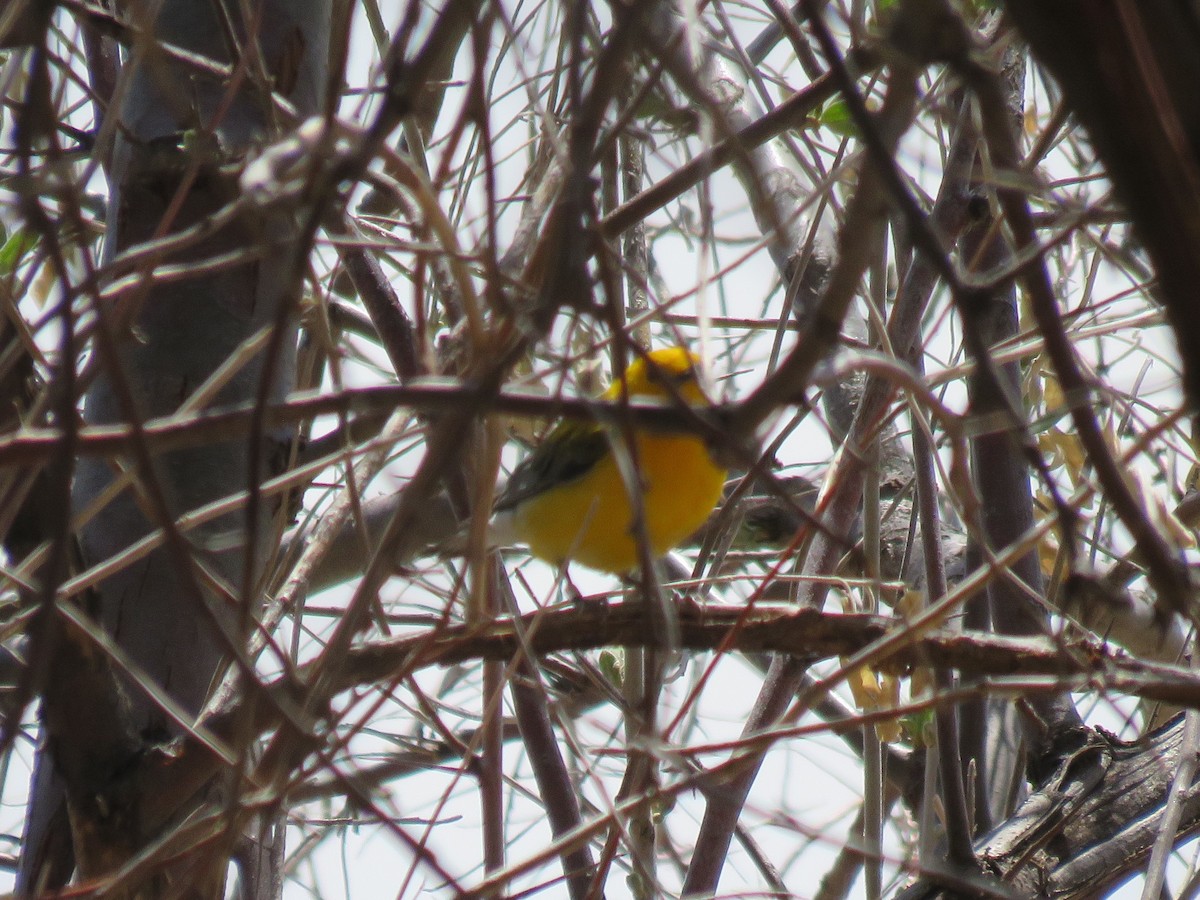 Prothonotary Warbler - ML565809821