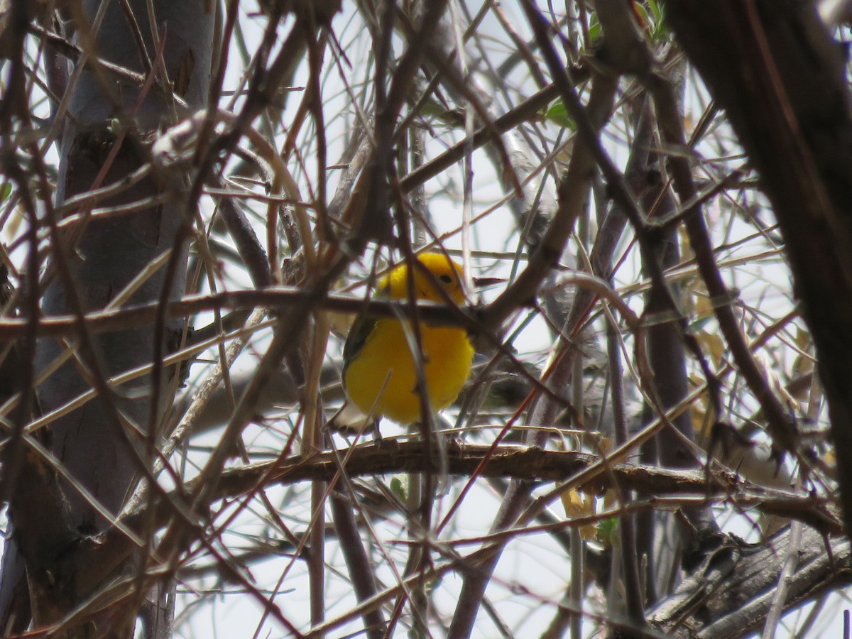 Prothonotary Warbler - ML565809831