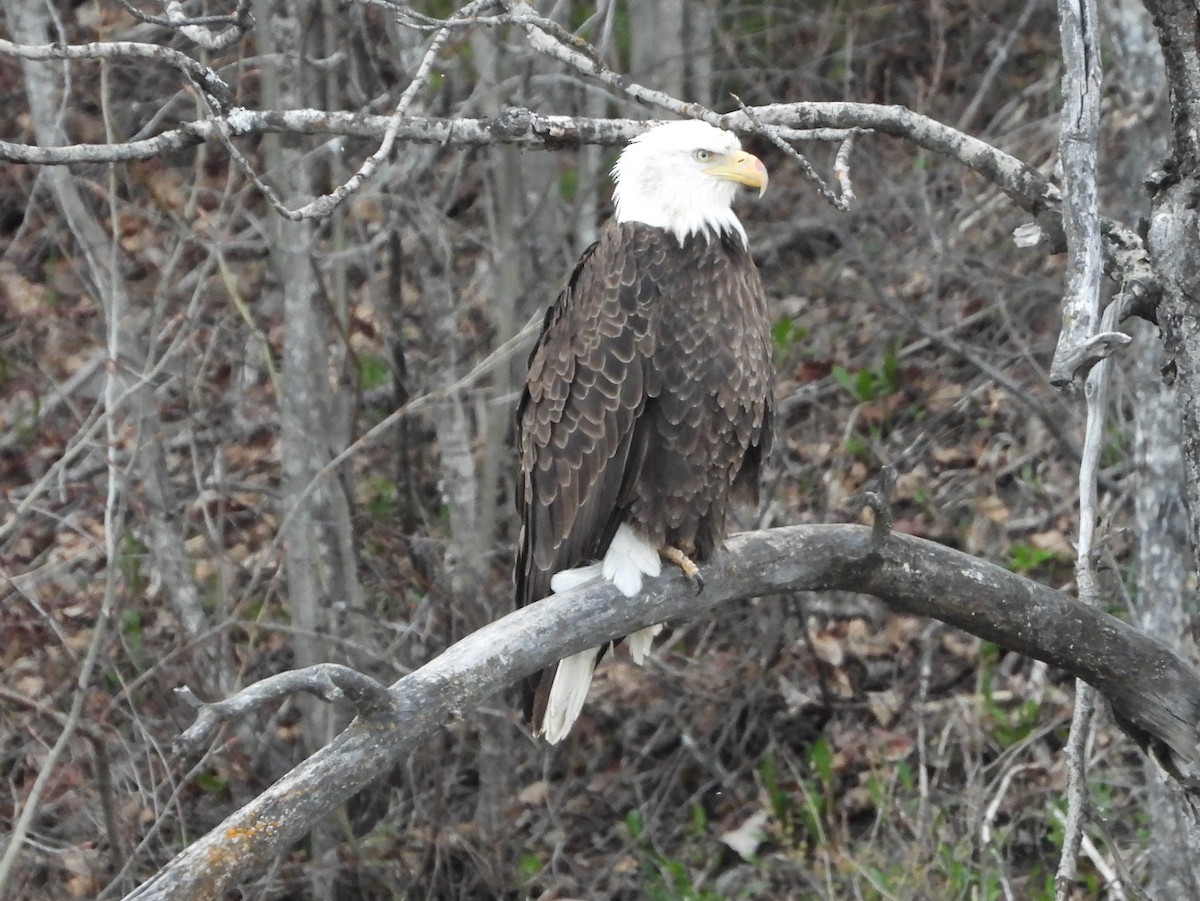 Weißkopf-Seeadler - ML565812051