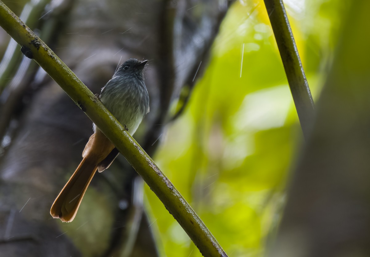 Visayan Fantail - Forest Botial-Jarvis