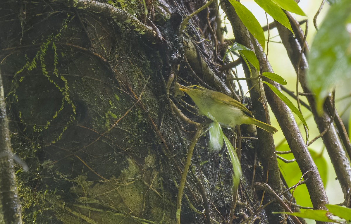 Lemon-throated Leaf Warbler - ML565814091