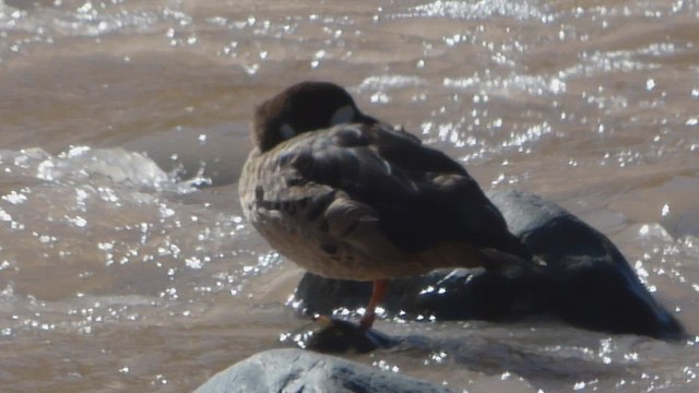 Canard à lunettes - ML565814191