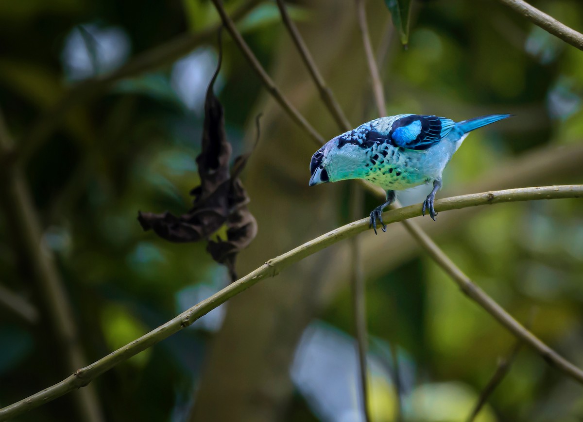 Azure-rumped Tanager - ML565814991