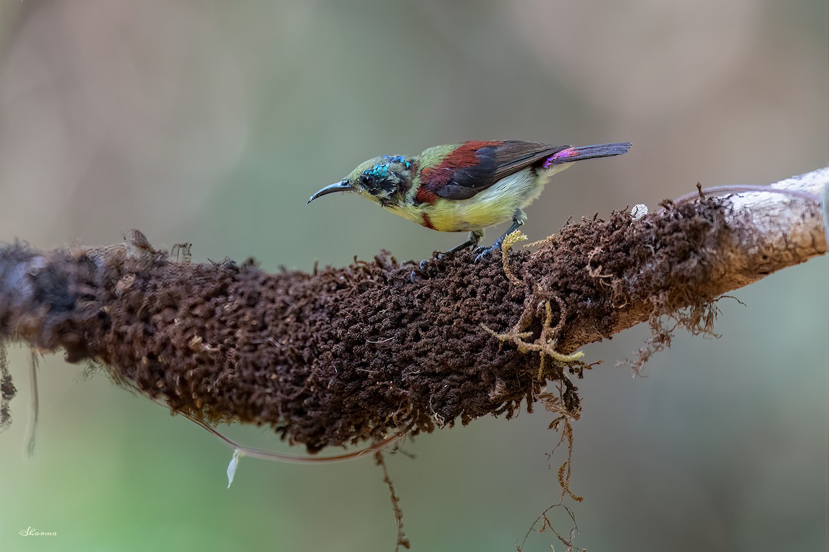 マメタイヨウチョウ - ML565815321