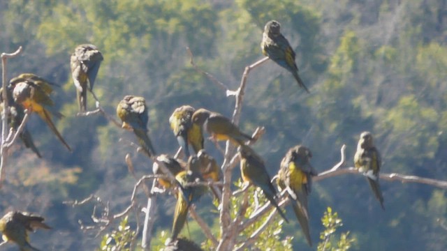 Burrowing Parakeet - ML565816521