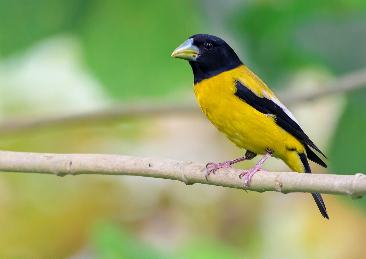 Hooded Grosbeak - ML565816711