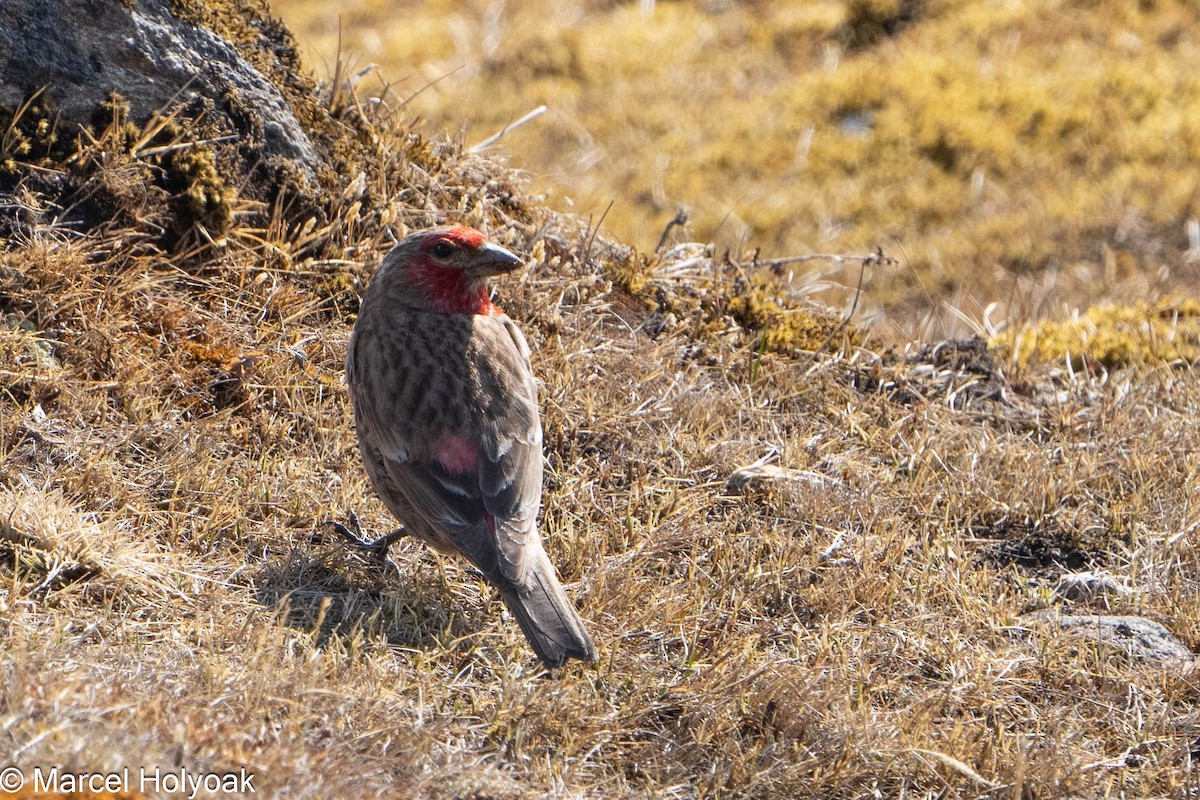 Red-fronted Rosefinch - ML565817031
