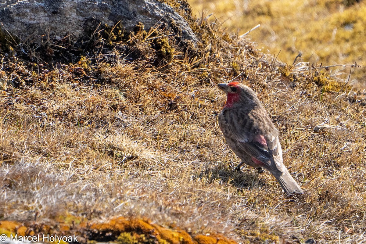 Red-fronted Rosefinch - Marcel Holyoak