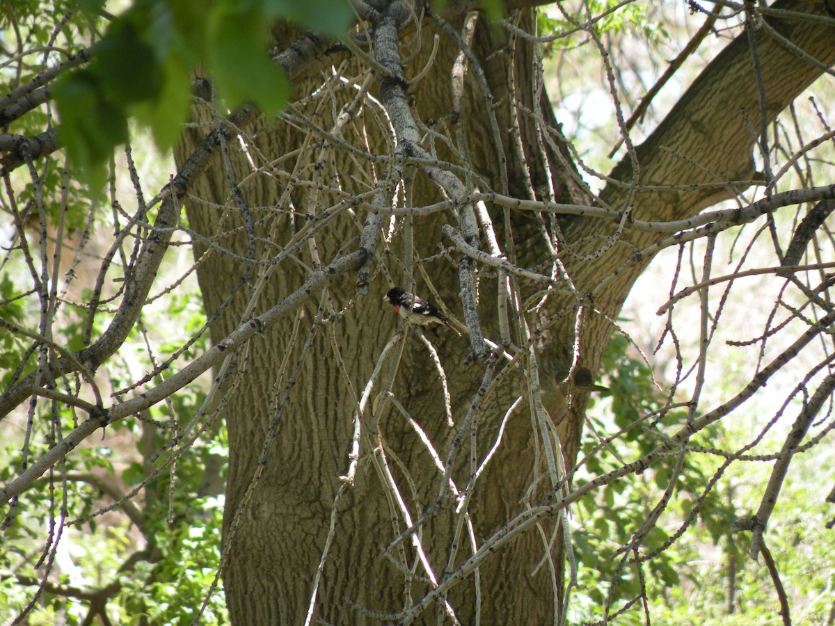 Rose-breasted Grosbeak - ML565817691