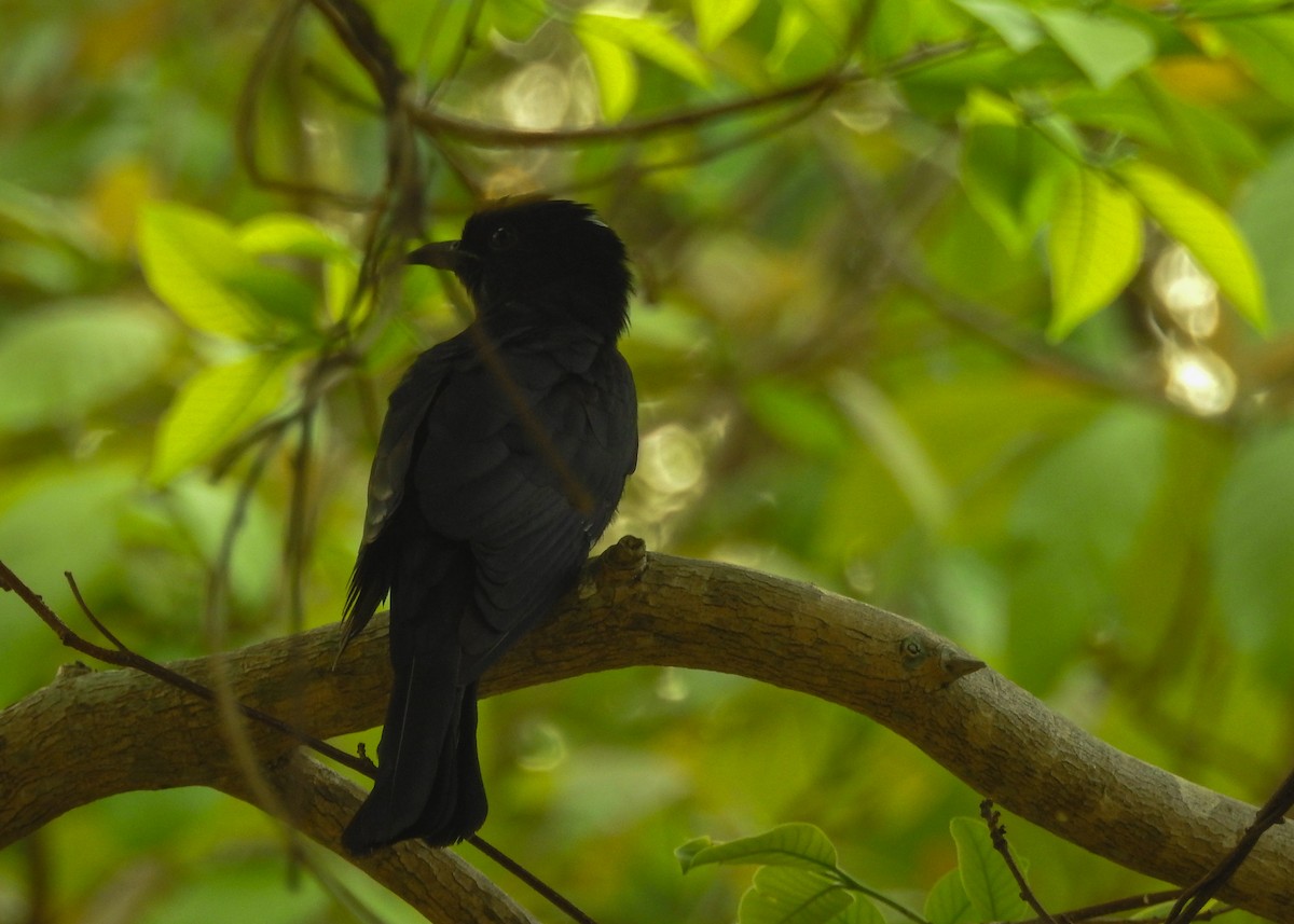 Square-tailed Drongo-Cuckoo - ML565818151