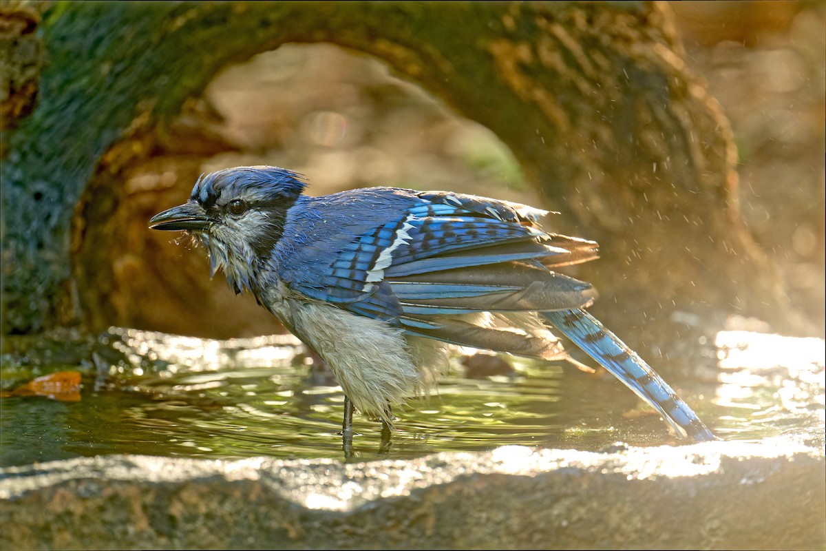 Blue Jay - ML565819421