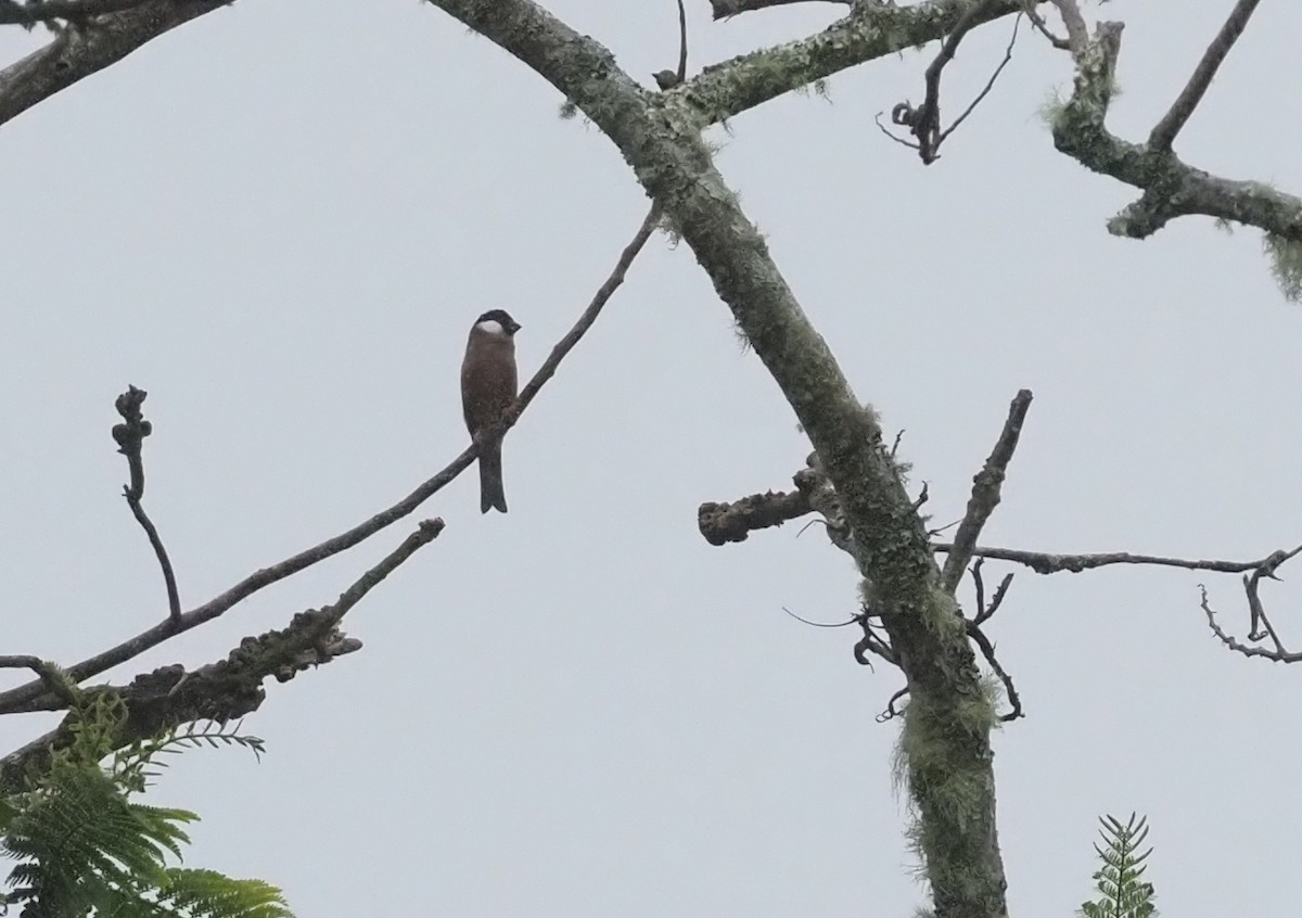 White-cheeked Bullfinch - ML565820311