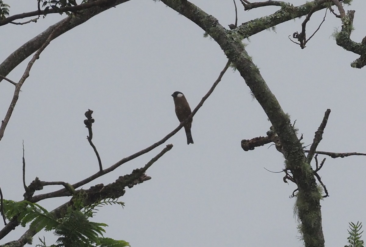 White-cheeked Bullfinch - ML565820781