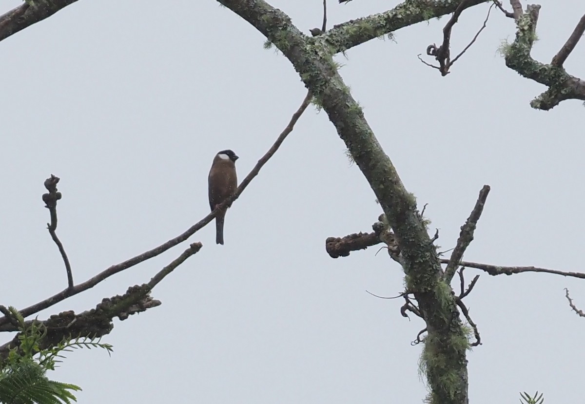 White-cheeked Bullfinch - ML565821021