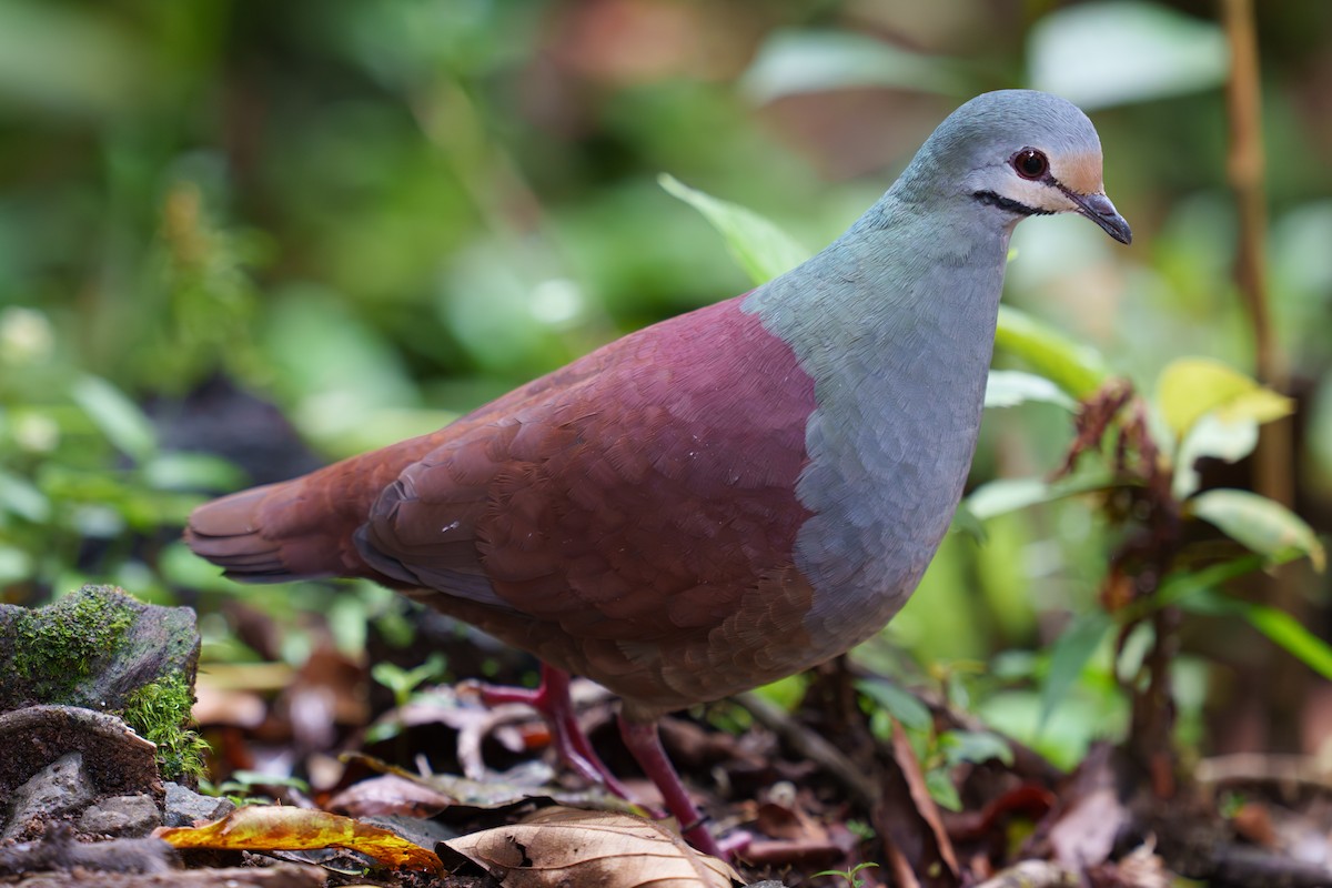 Buff-fronted Quail-Dove - ML565821341