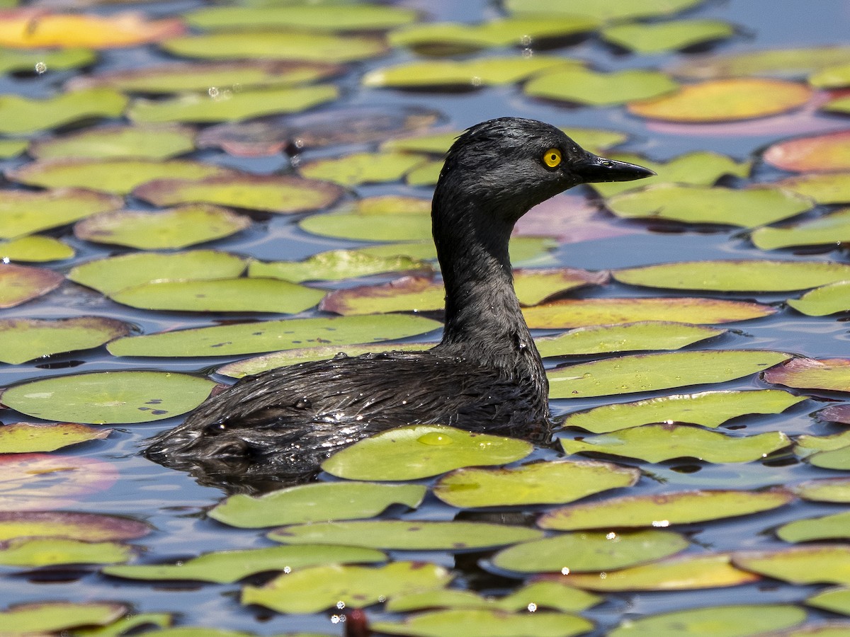 Least Grebe - ML565821441