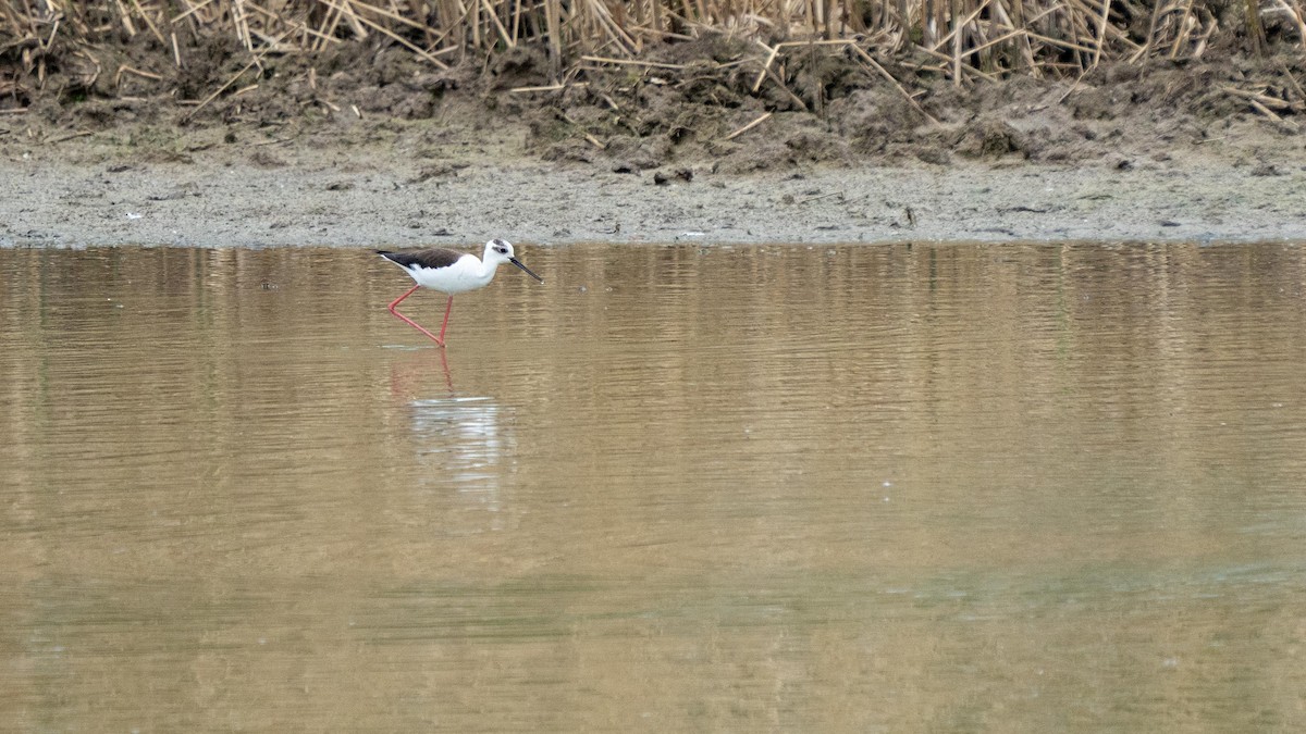 Black-winged Stilt - ML565821961