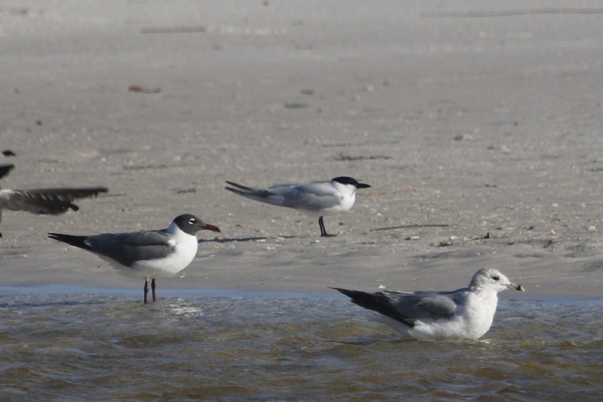 Gull-billed Tern - ML565822731