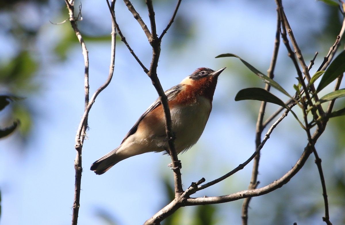 Bay-breasted Warbler - ML565822911
