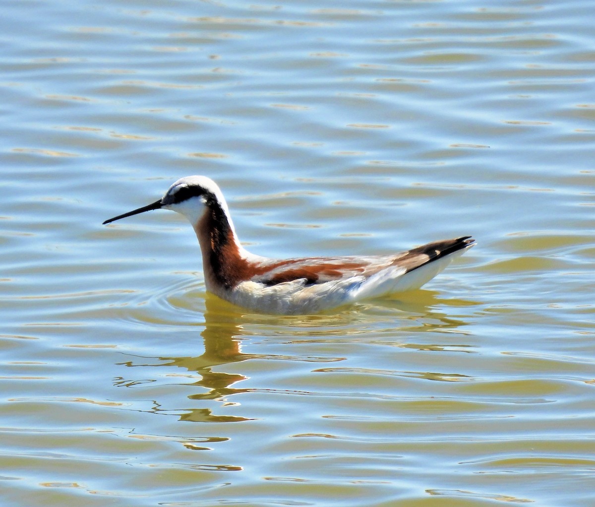 Wilson's Phalarope - ML565822951