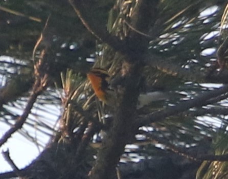 Blackburnian Warbler - ML565823311