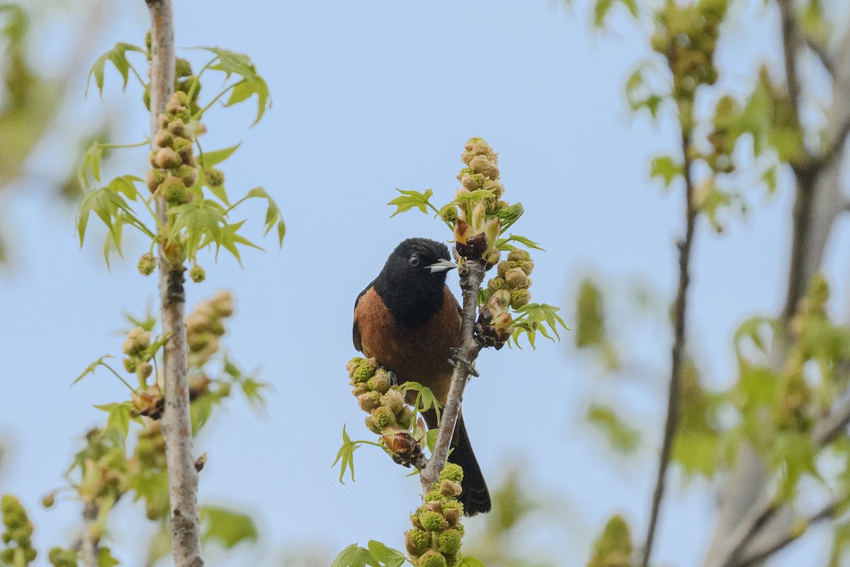 Orchard Oriole - ML565823371
