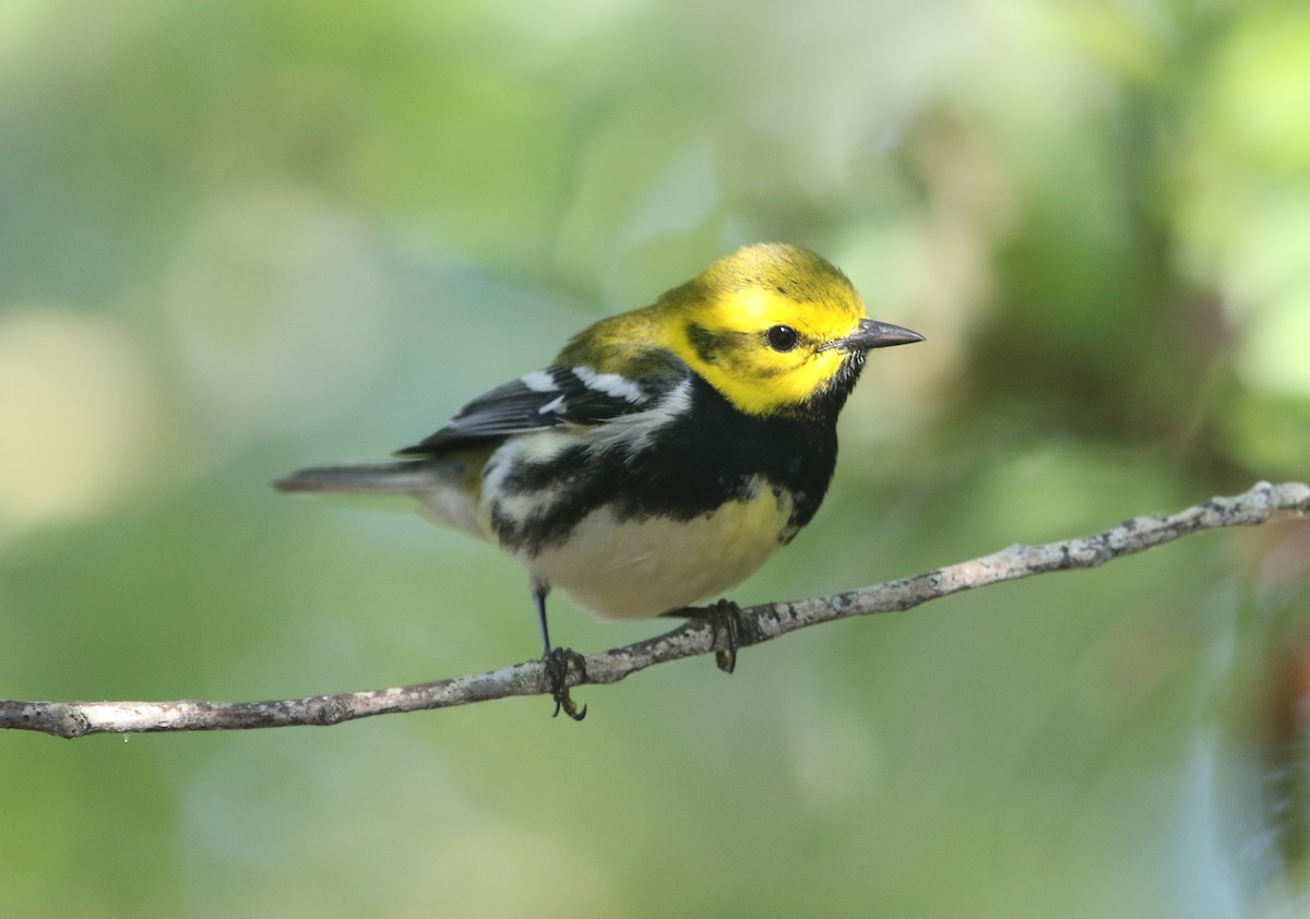 lesňáček proužkoboký - ML565823481