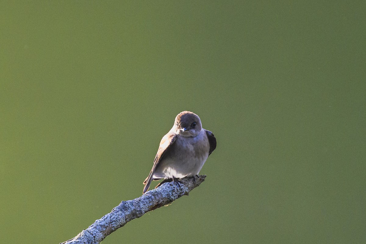 Northern Rough-winged Swallow - Yangfan Xiao