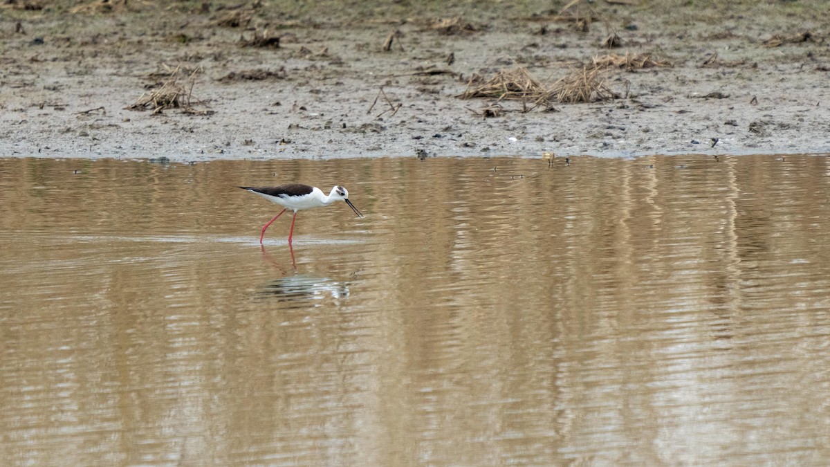 Black-winged Stilt - ML565825521